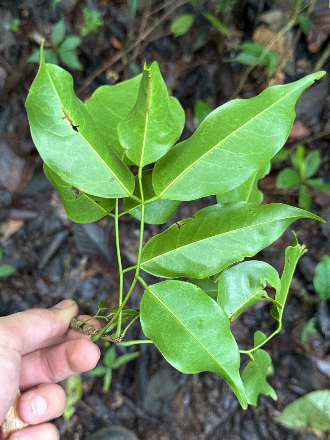 Platymiscium dimorphandrum — related species from the same genus