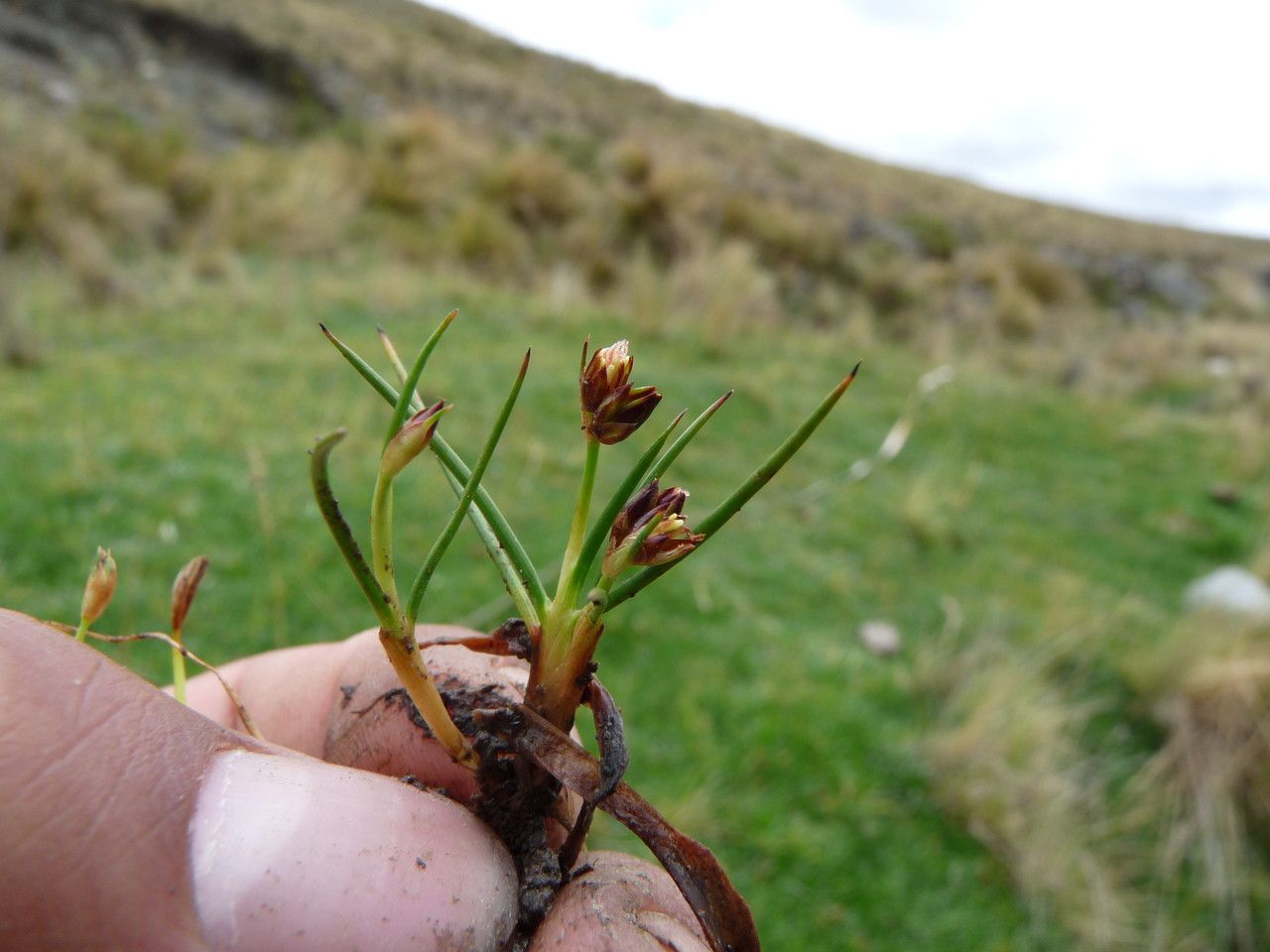 Juncus stipulatus — search result for 'Juncus'