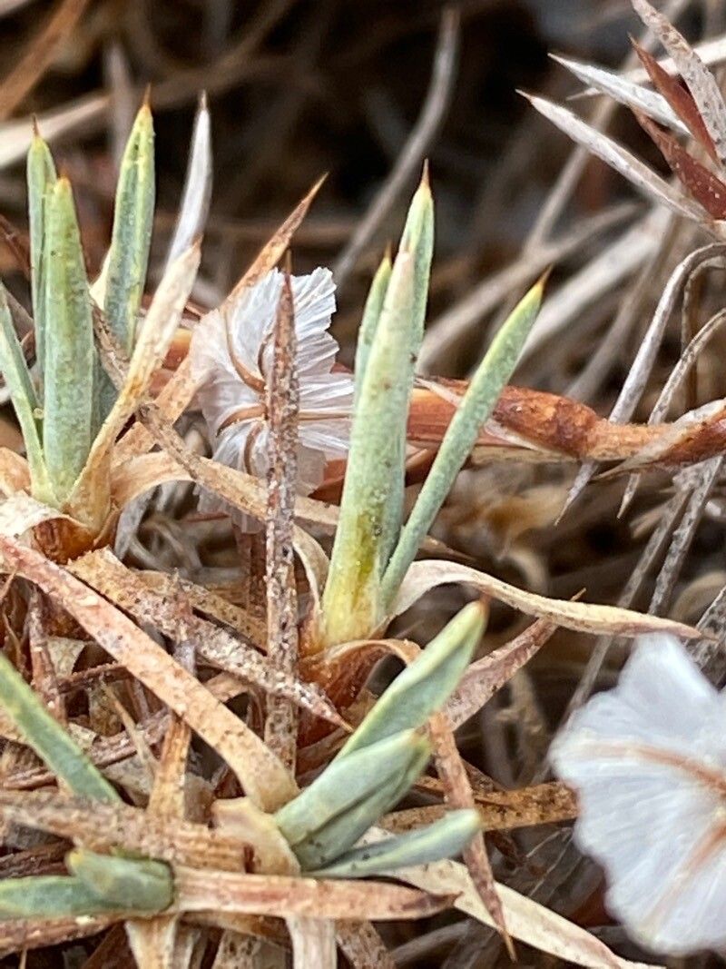 Acantholimon libanoticum — search result for 'Syria'