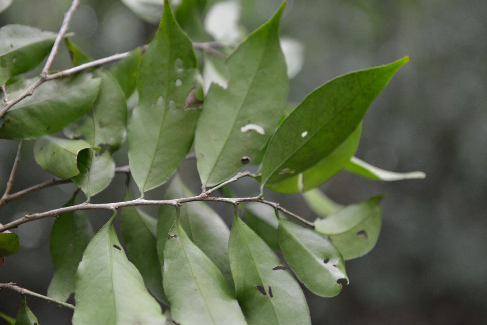 Maytenus purpusii — houseplant care guide