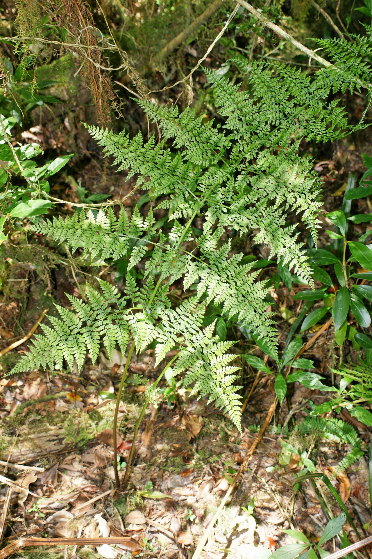 Athyrium scandicinum — houseplant care guide