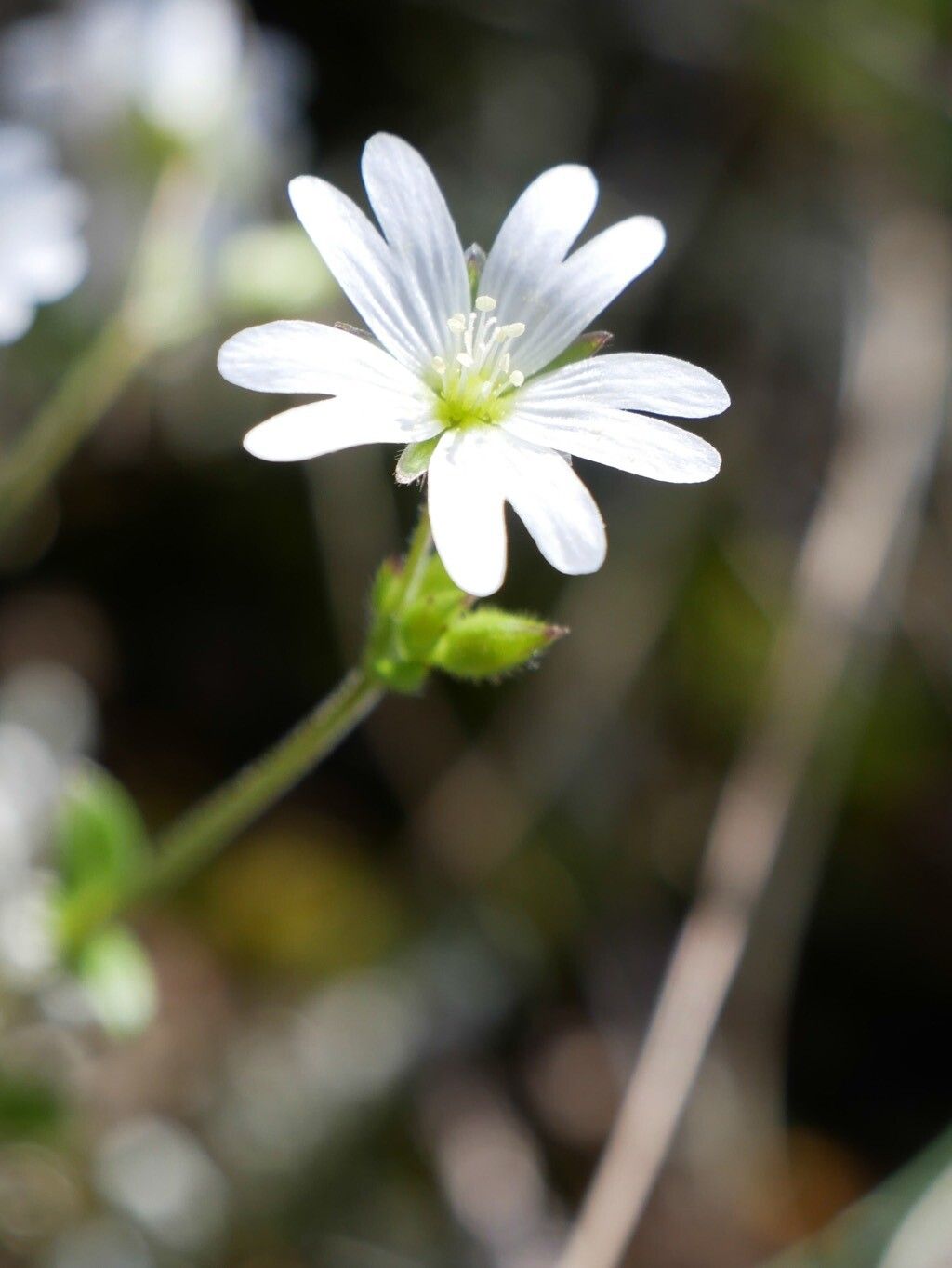 Cerastium ligusticum flower