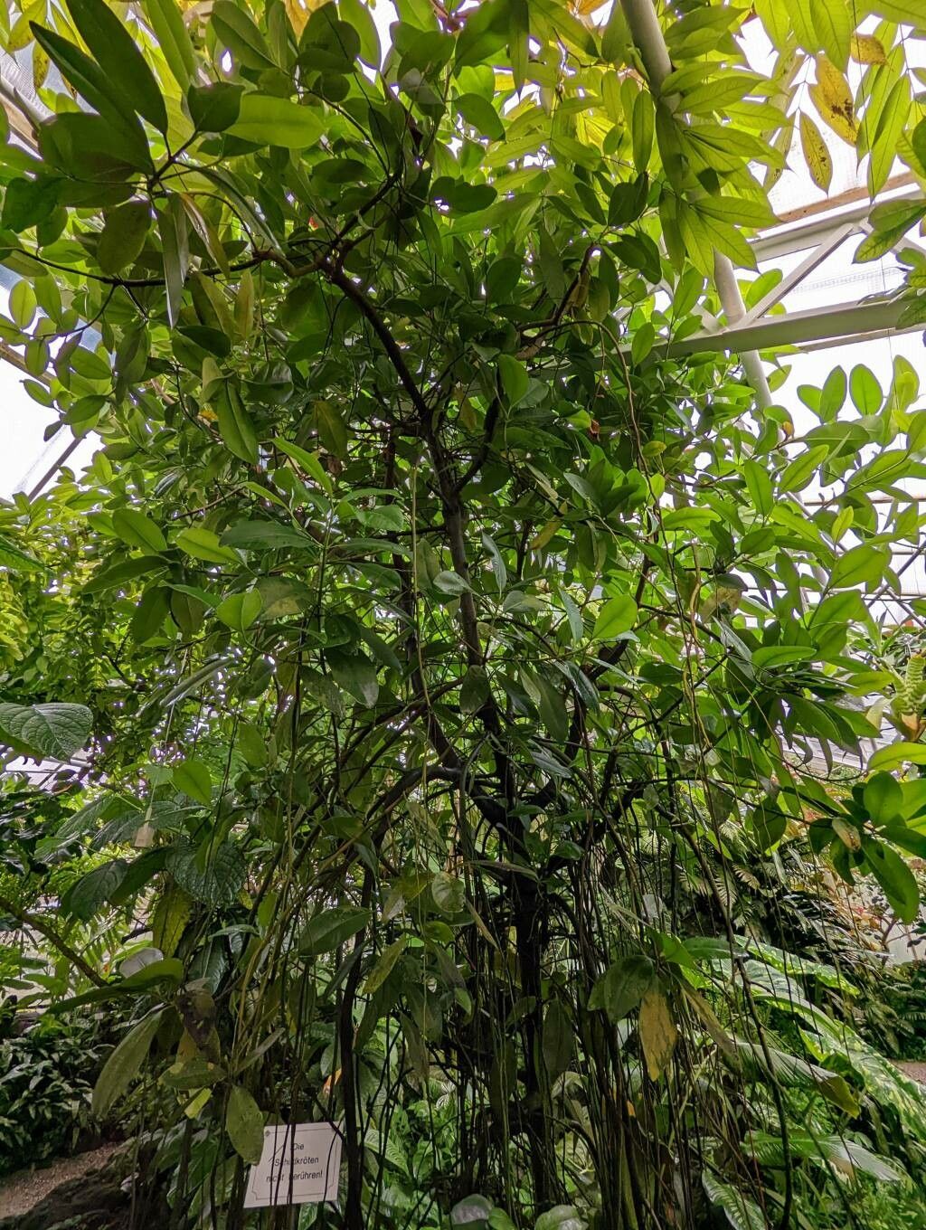 Clusia schomburgkiana habit