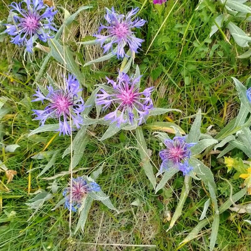 Centaurea triumfettii leaf