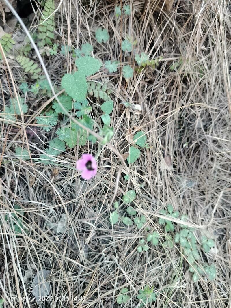 Geranium procurrens — houseplant care guide