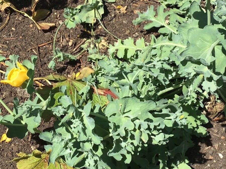 Papaver bracteatum — search result for 'Papaver'