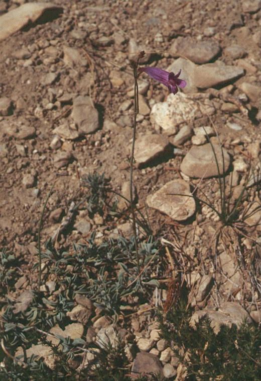 Penstemon scapoides habit