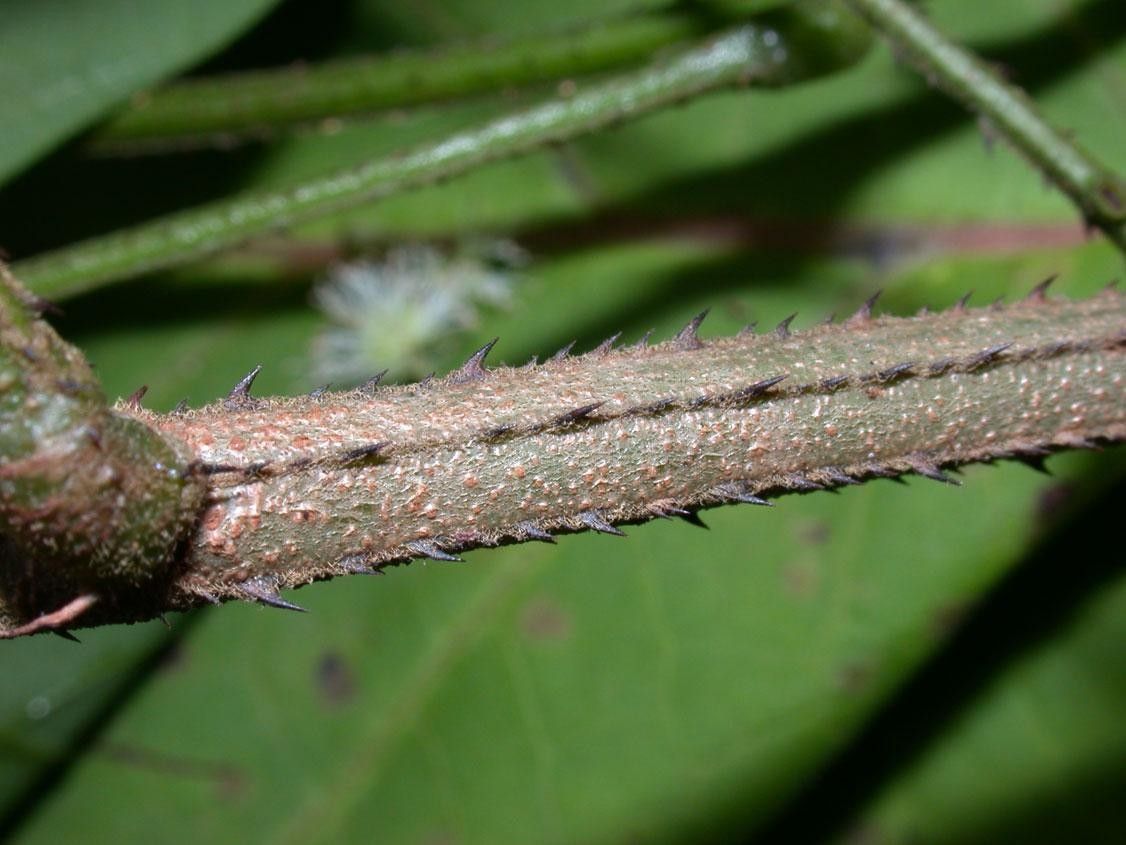 Mimosa watsonii bark