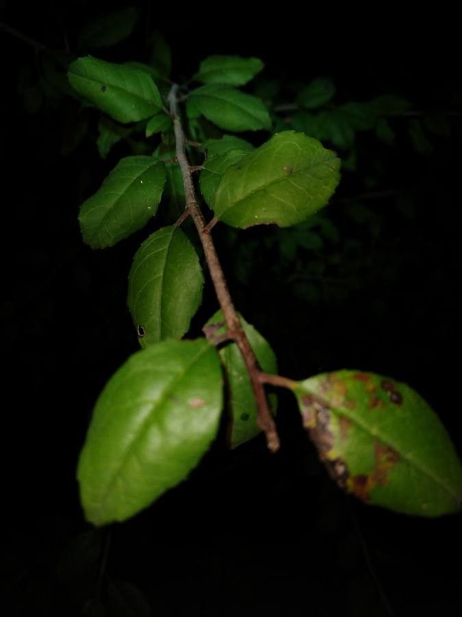 Xylosma flexuosa — search result for 'Salicaceae'