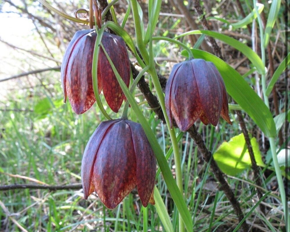 Fritillaria kolbintsevii — houseplant care guide