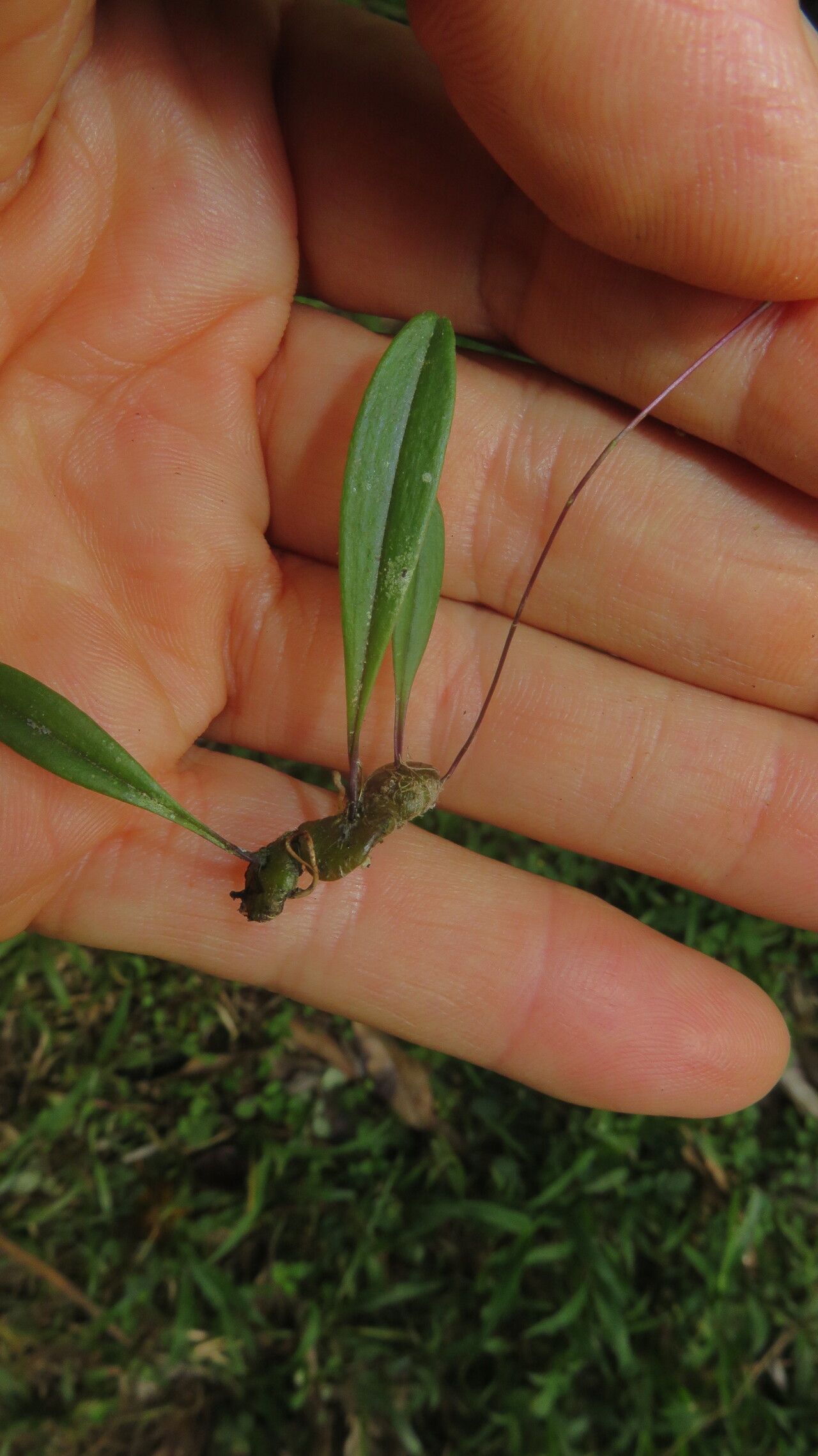 Bulbophyllum boiteaui — houseplant care guide