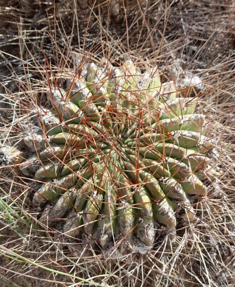 Lobivia chrysochete habit