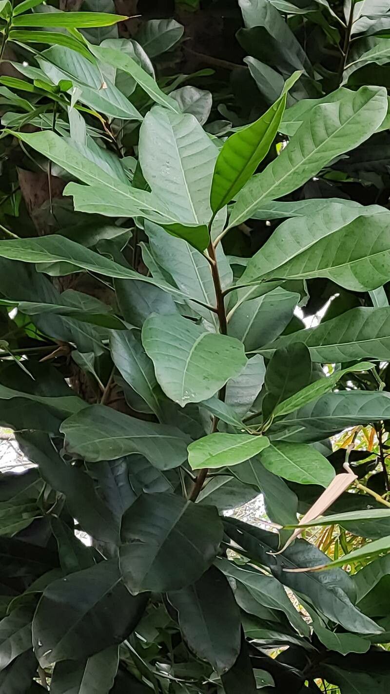 Pouteria arguacoensium — search result for 'Pouteria'