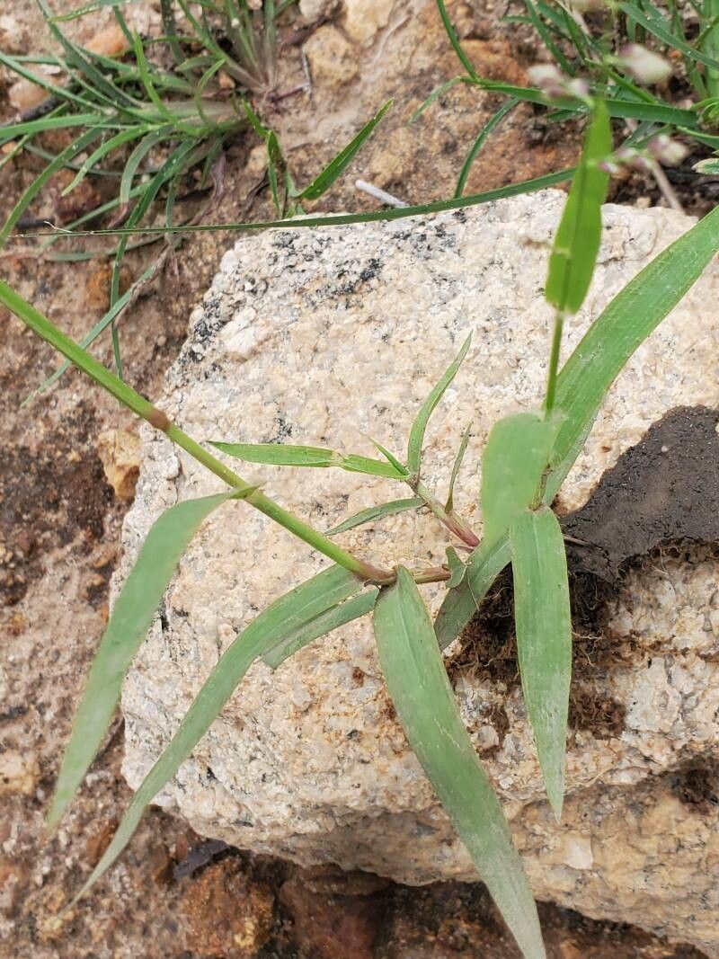 Eragrostis capensis — search result for 'Eragrostis'