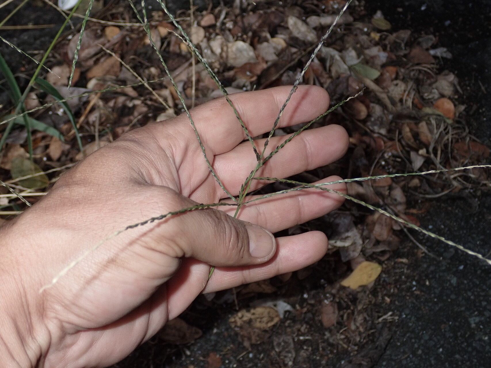 Digitaria nuda habit