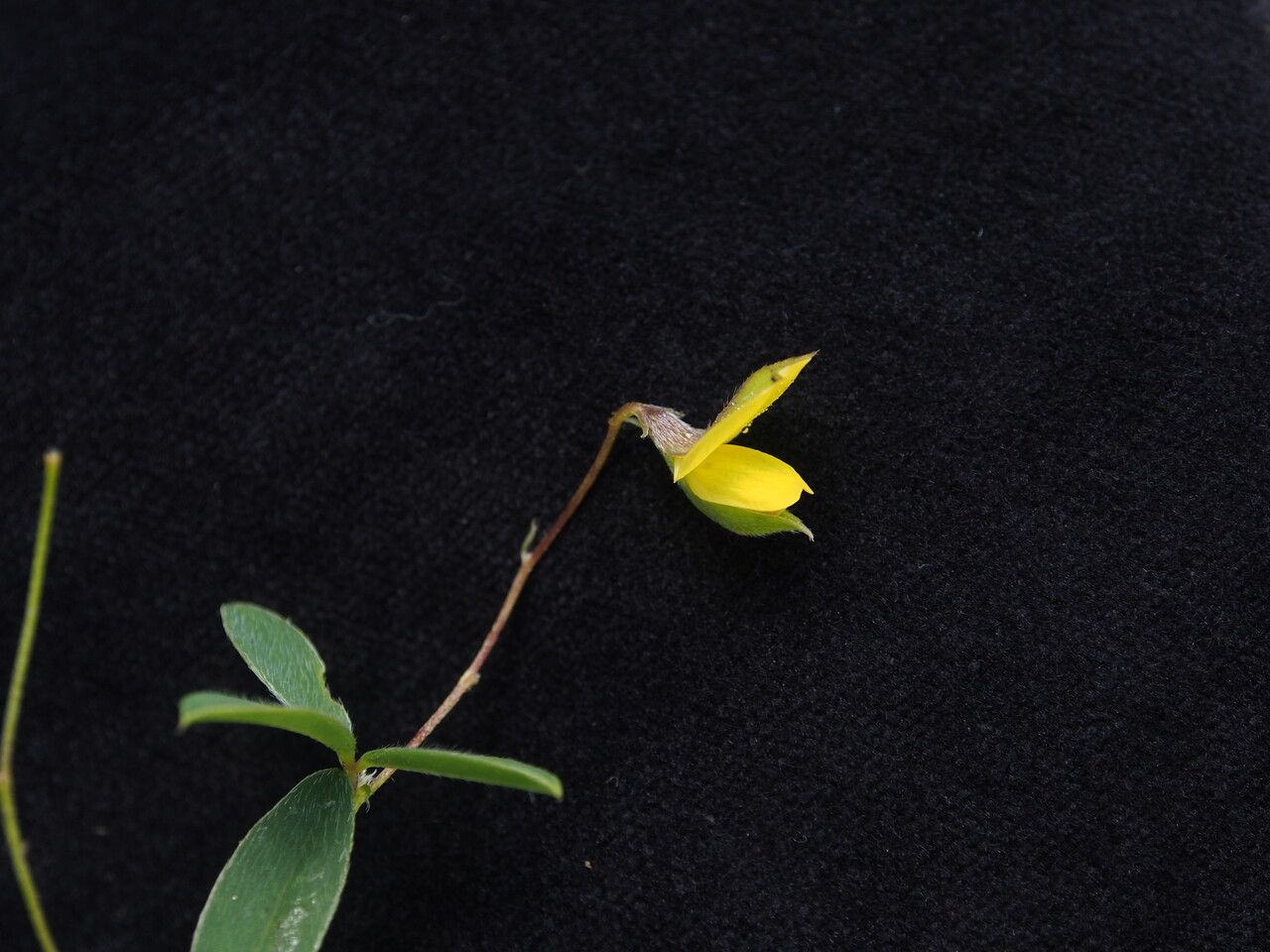 Argyrolobium flaccidum — related species from the same genus