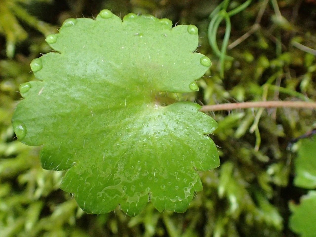 Saxifraga rotundifolia — search result for 'Saxifraga'