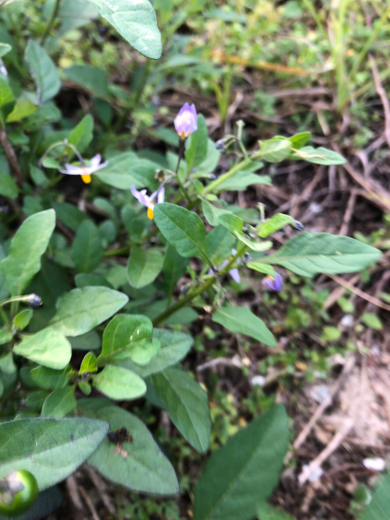 Solanum pseudogracile flower