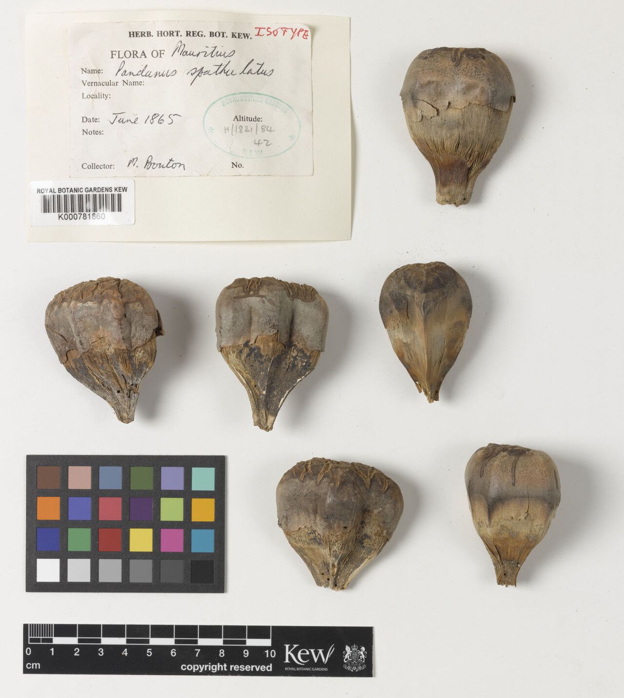 Pandanus spathulatus — houseplant care guide