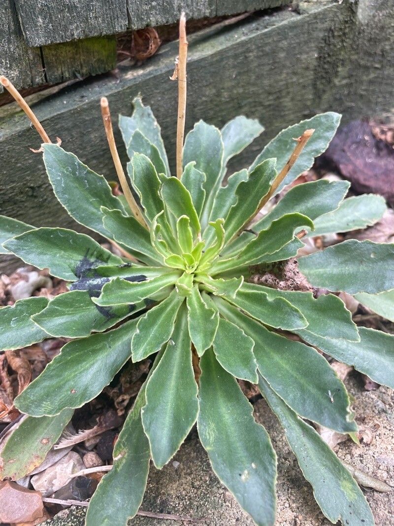 Saxifraga hostii habit