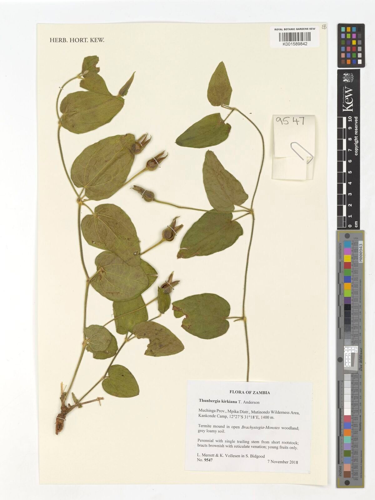 Thunbergia kirkiana — search result for 'Thunbergia'