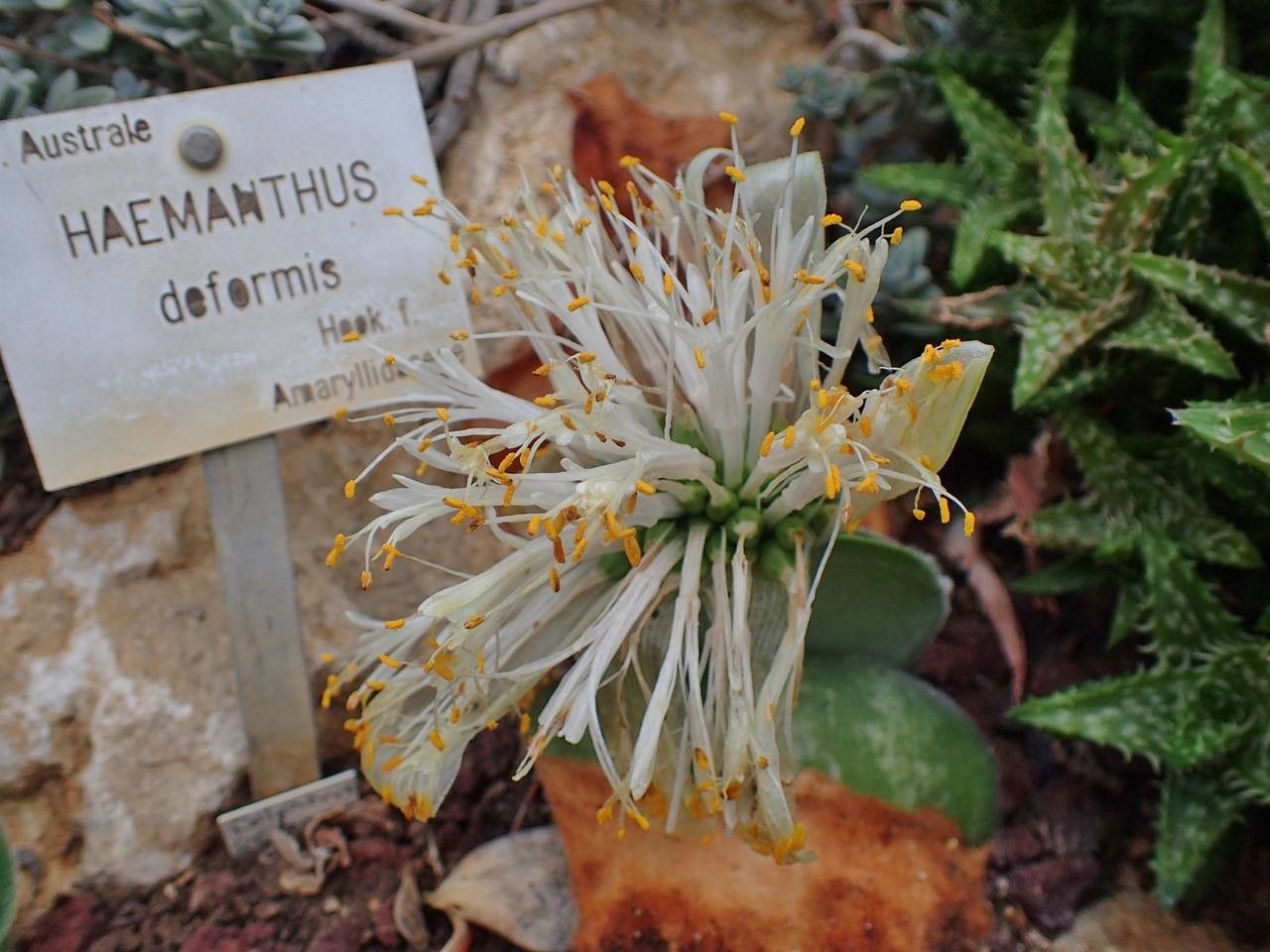 Haemanthus deformis habit