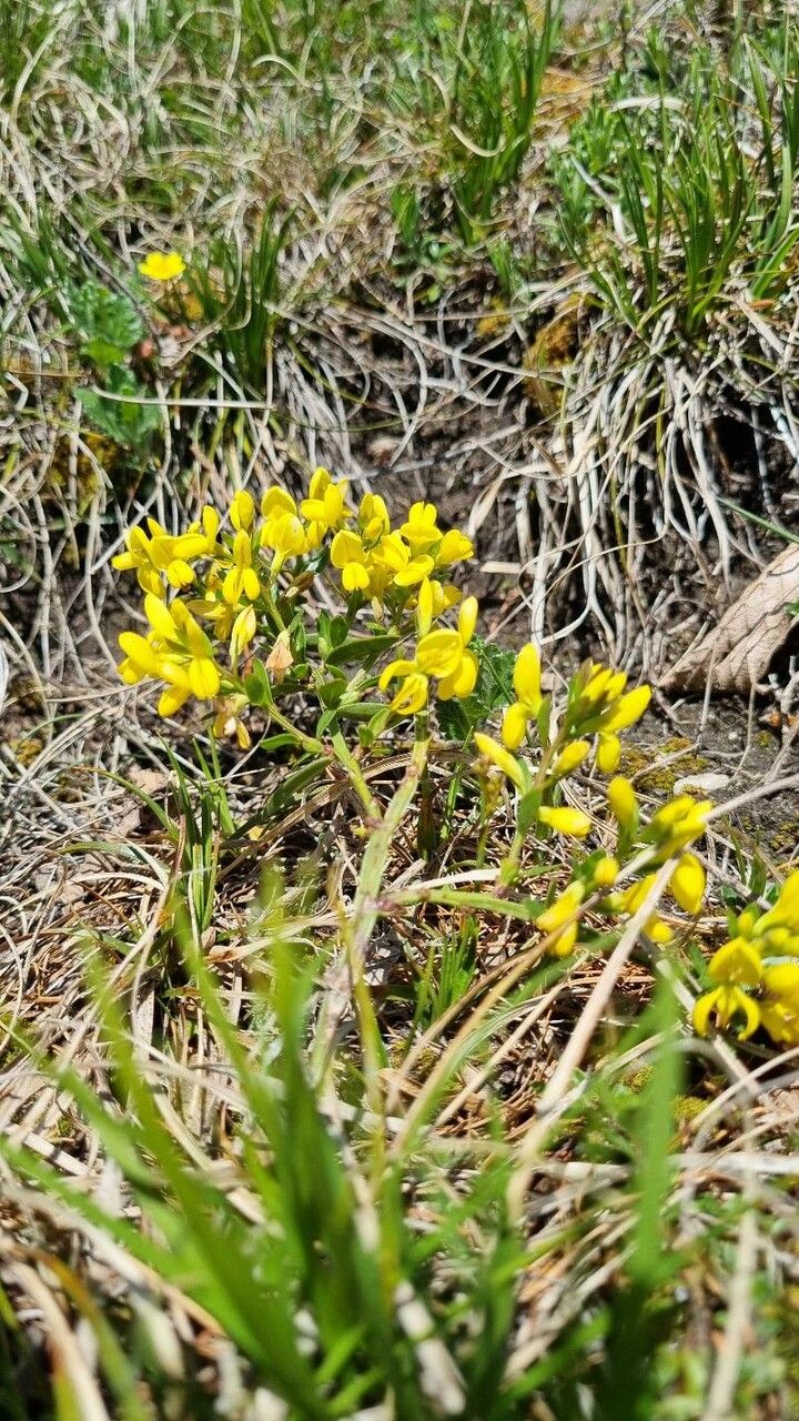 Genista januensis habit