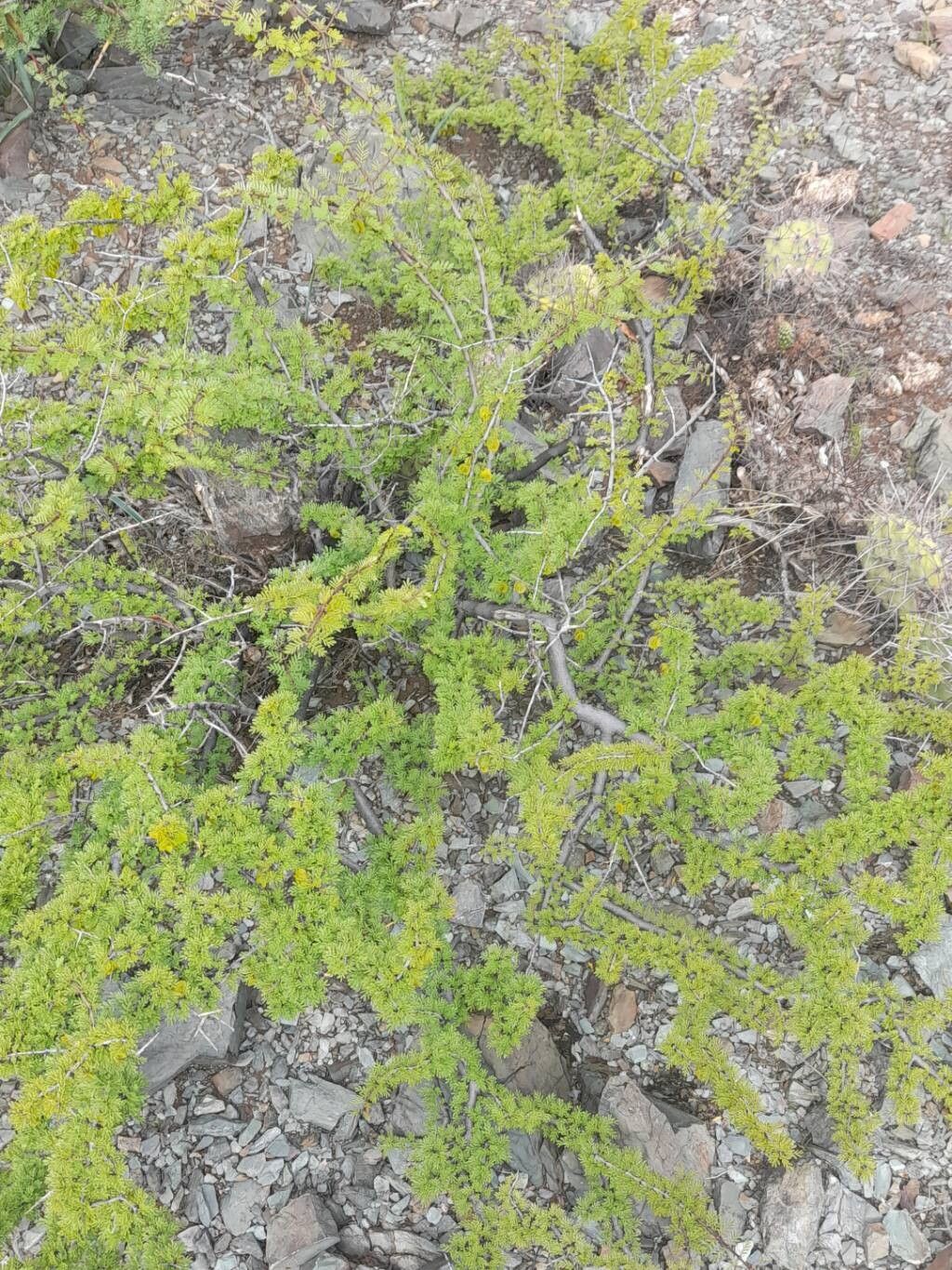 Bulnesia schichendanzii habit