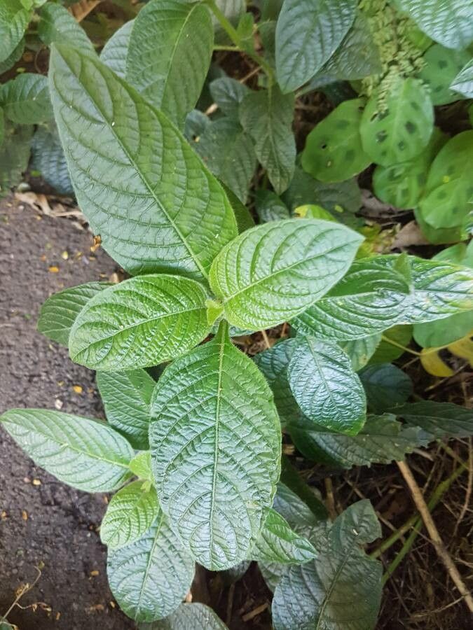 Ruellia elegans — search result for 'Ruellia'