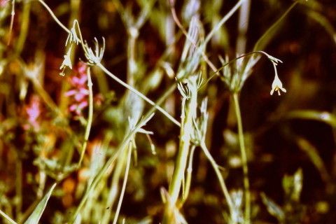 Hypecoum pendulum — related species from the same genus