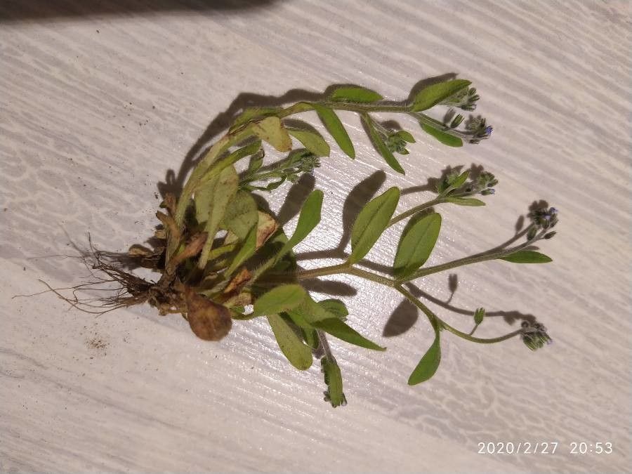 Myosotis martini — houseplant care guide