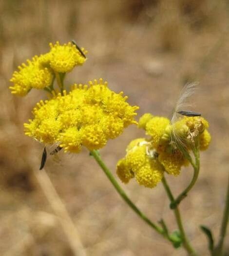 Nidorella resedifolia flower