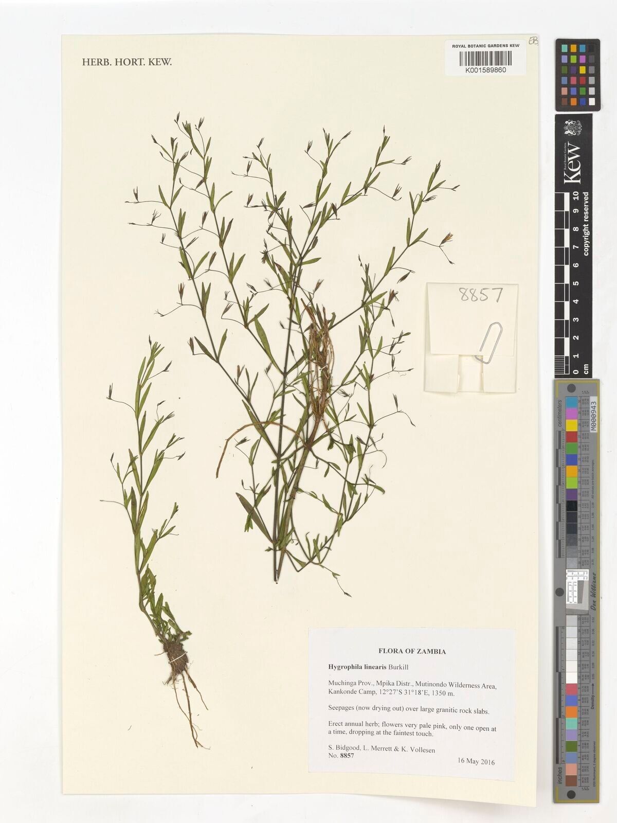 Hygrophila linearis — search result for 'Hygrophila'