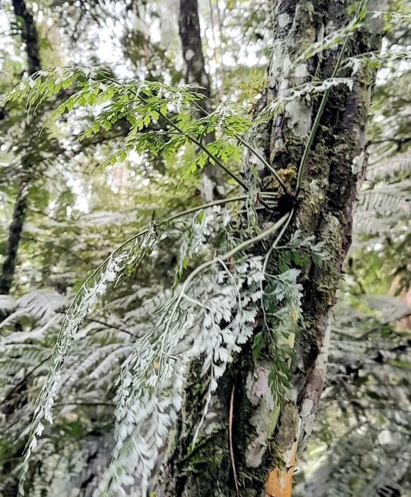 Asplenium scandicinum habit