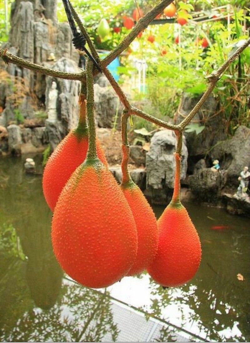 Momordica cochinchinensis fruit