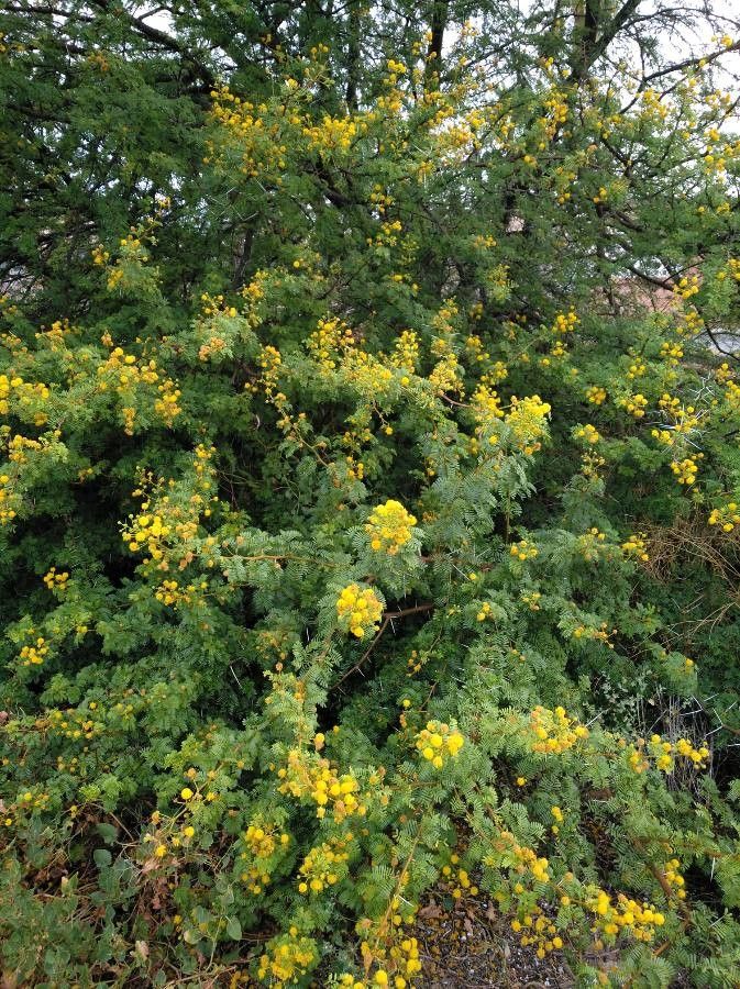 Vachellia karroo flower