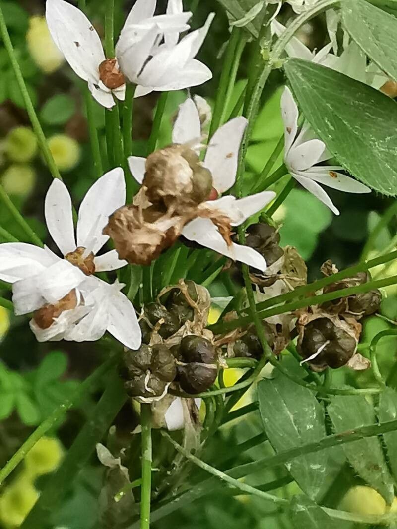 Allium subhirsutum fruit