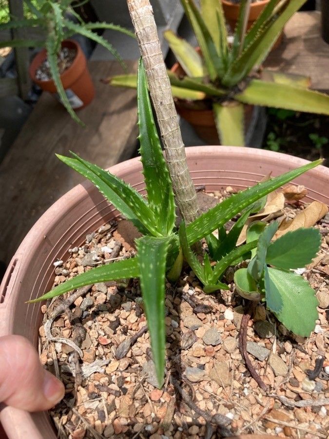 Aloe fibrosa — search result for 'Aloe'