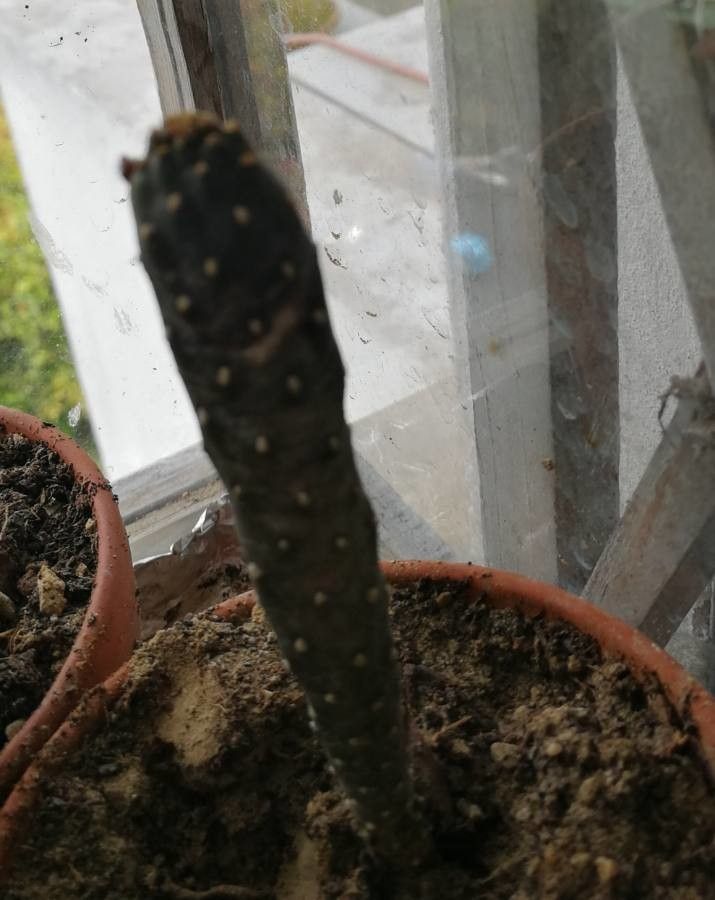 Tephrocactus diademata leaf