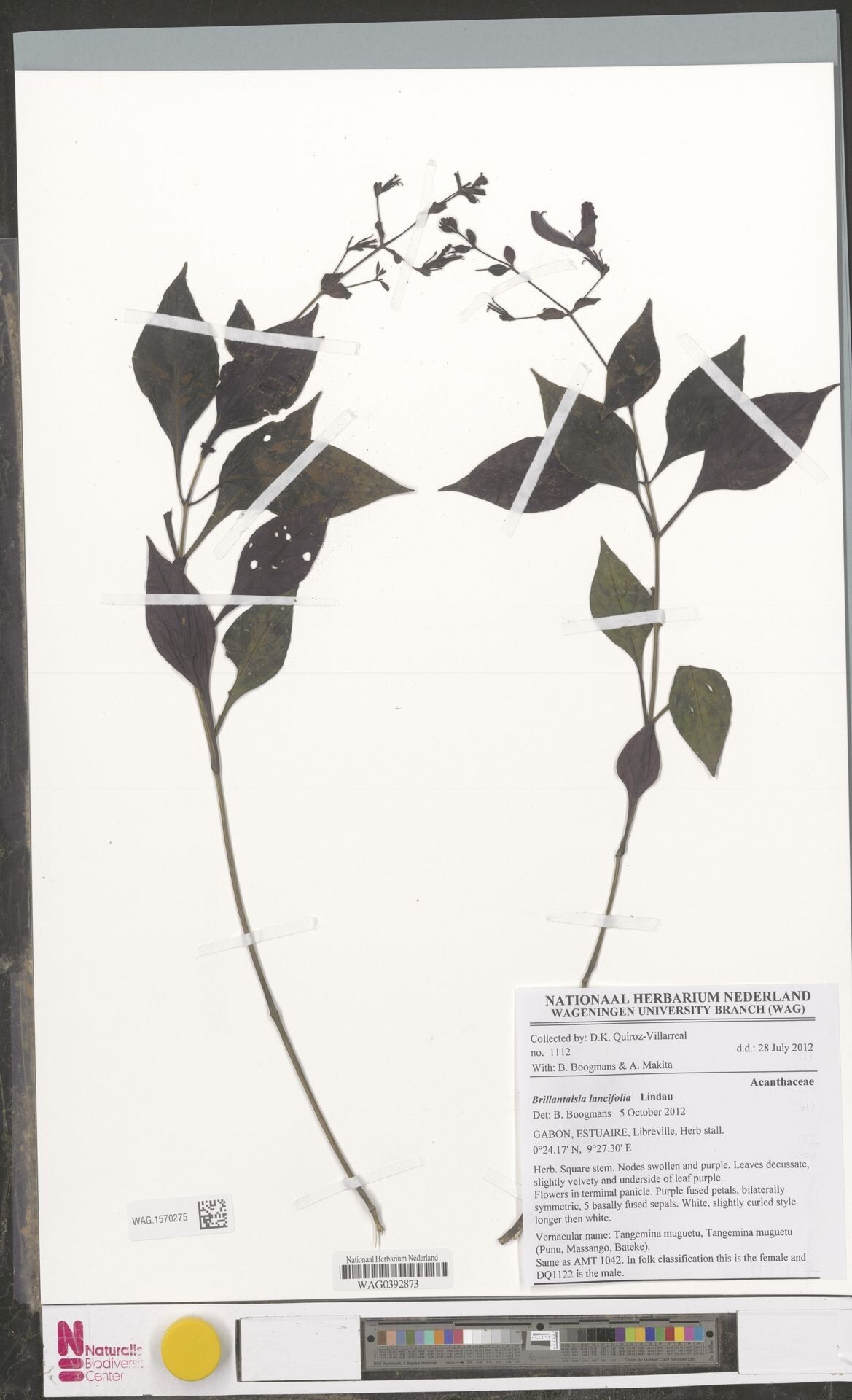 Brillantaisia lancifolia — related species from the same genus