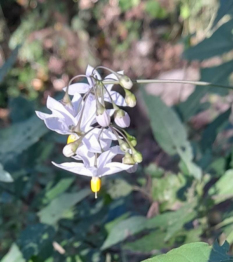Solanum chacoense flower