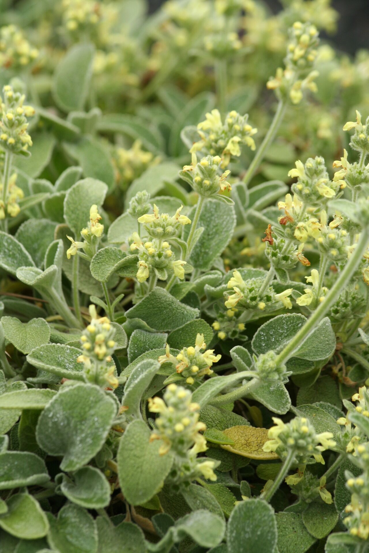 Stachys citrina — search result for 'Stachys'