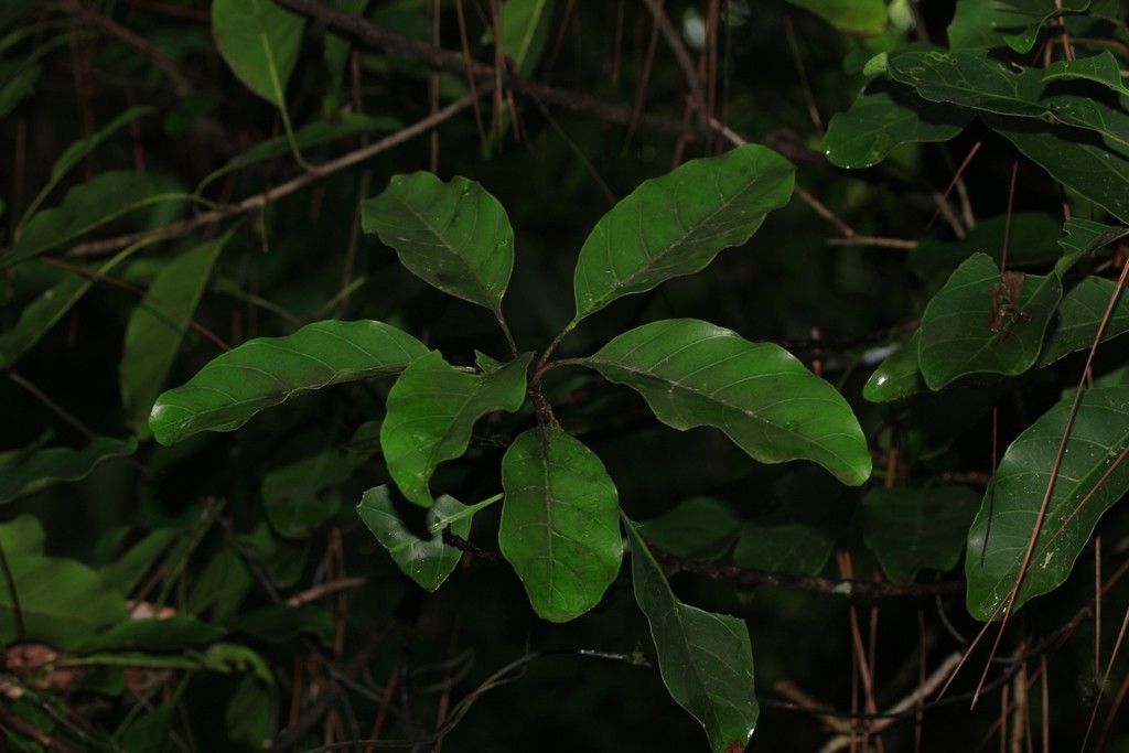 Pycnandra poindimiensis — houseplant care guide