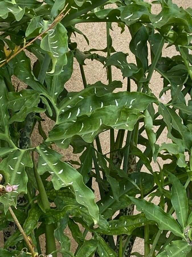 Dracunculus vulgaris leaf
