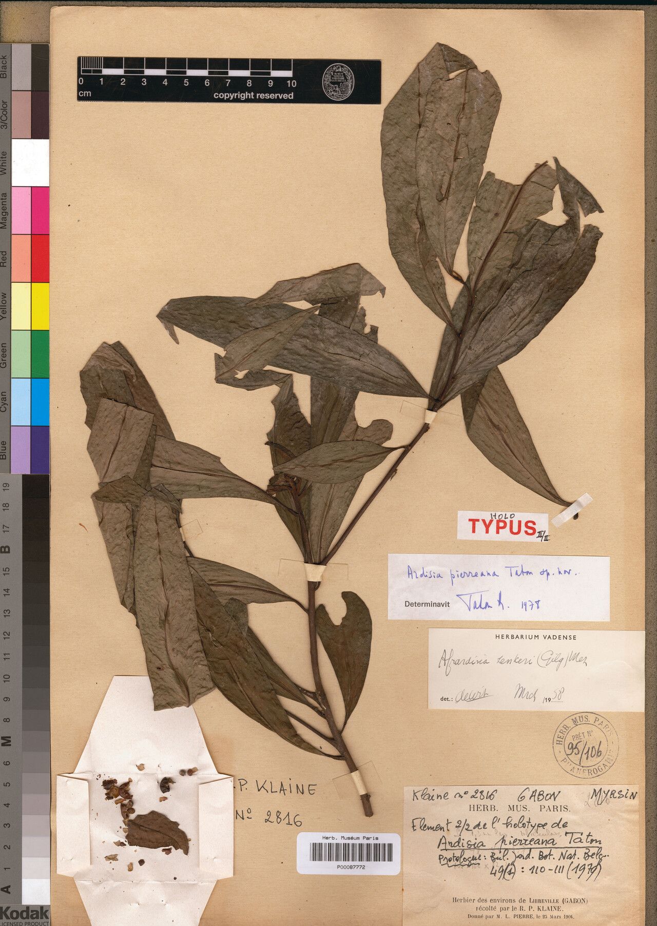 Ardisia pierreana — houseplant care guide