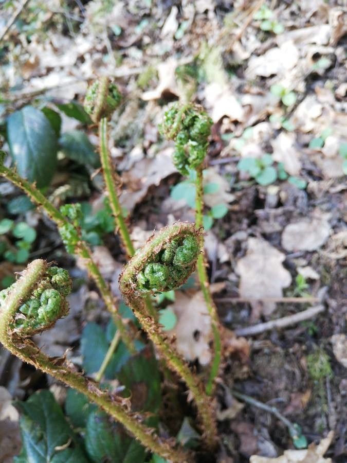 Dryopteris fragrans other