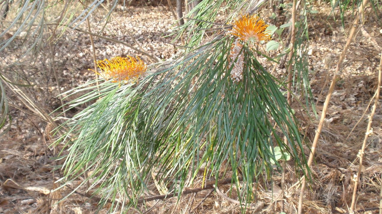 Grevillea pteridifolia — search result for 'Proteaceae'