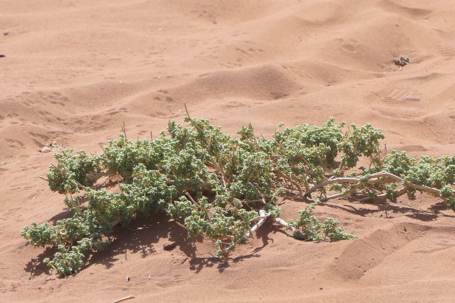 Trianthema hereroense — related species from the same genus