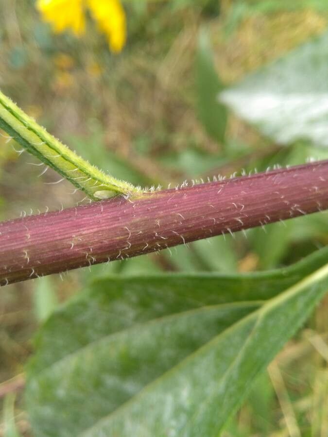 Helianthus maximiliani bark