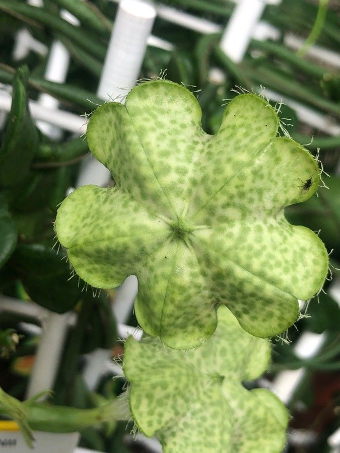 Ceropegia sandersonii flower